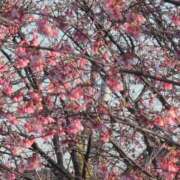 ヒメ日記 2026/03/13 20:30 投稿 さつき 熟女の風俗最終章 沼津店