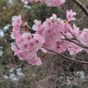 ヒメ日記 2026/03/15 09:03 投稿 さつき 熟女の風俗最終章 沼津店