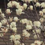 ヒメ日記 2026/03/16 08:29 投稿 さつき 熟女の風俗最終章 沼津店