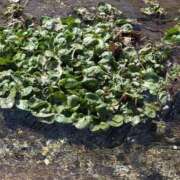 ヒメ日記 2026/03/17 13:18 投稿 さつき 熟女の風俗最終章 沼津店