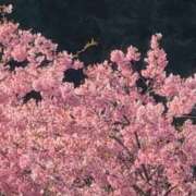 ヒメ日記 2026/03/18 16:58 投稿 さつき 熟女の風俗最終章 沼津店