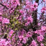 ヒメ日記 2026/03/19 08:28 投稿 さつき 熟女の風俗最終章 沼津店