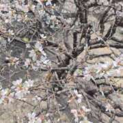 ヒメ日記 2026/03/23 12:18 投稿 さつき 熟女の風俗最終章 沼津店