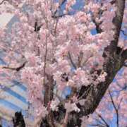 ヒメ日記 2026/03/24 12:25 投稿 さつき 熟女の風俗最終章 沼津店