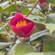 ヒメ日記 2026/03/25 13:08 投稿 さつき 熟女の風俗最終章 沼津店