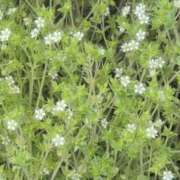 ヒメ日記 2026/03/28 07:43 投稿 さつき 熟女の風俗最終章 沼津店