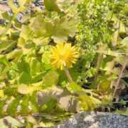 ヒメ日記 2026/03/28 12:38 投稿 さつき 熟女の風俗最終章 沼津店