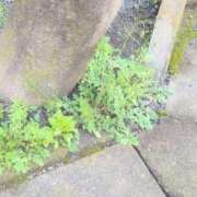 ヒメ日記 2026/03/29 10:58 投稿 さつき 熟女の風俗最終章 沼津店