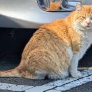 ヒメ日記 2026/03/29 14:28 投稿 さつき 熟女の風俗最終章 沼津店