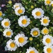 ヒメ日記 2026/03/30 08:00 投稿 さつき 熟女の風俗最終章 沼津店