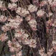 ヒメ日記 2026/03/30 14:28 投稿 さつき 熟女の風俗最終章 沼津店