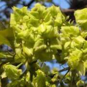 ヒメ日記 2026/03/31 07:59 投稿 さつき 熟女の風俗最終章 沼津店