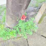 ヒメ日記 2026/03/31 12:48 投稿 さつき 熟女の風俗最終章 沼津店