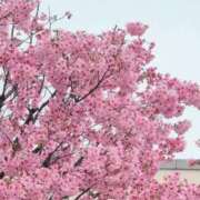 ヒメ日記 2026/04/07 10:28 投稿 さつき 熟女の風俗最終章 沼津店