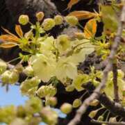 ヒメ日記 2026/04/09 10:58 投稿 さつき 熟女の風俗最終章 沼津店