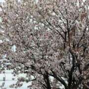 ヒメ日記 2026/04/10 07:28 投稿 さつき 熟女の風俗最終章 沼津店