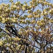 ヒメ日記 2026/04/12 08:12 投稿 さつき 熟女の風俗最終章 沼津店