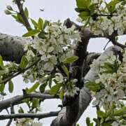 ヒメ日記 2026/04/15 11:58 投稿 さつき 熟女の風俗最終章 沼津店