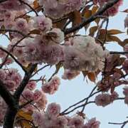 ヒメ日記 2026/04/18 07:34 投稿 さつき 熟女の風俗最終章 沼津店