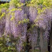 ヒメ日記 2026/04/18 15:38 投稿 さつき 熟女の風俗最終章 沼津店