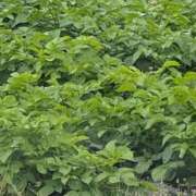 ヒメ日記 2026/04/30 07:18 投稿 さつき 熟女の風俗最終章 沼津店
