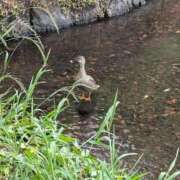 ヒメ日記 2026/05/11 06:58 投稿 さつき 熟女の風俗最終章 沼津店
