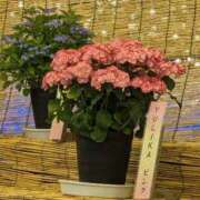 ヒメ日記 2026/05/20 20:00 投稿 さつき 熟女の風俗最終章 沼津店