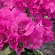 ヒメ日記 2026/05/25 08:18 投稿 さつき 熟女の風俗最終章 沼津店