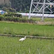 ヒメ日記 2026/06/16 19:28 投稿 さつき 熟女の風俗最終章 沼津店