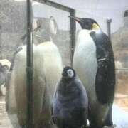 ヒメ日記 2025/12/09 12:31 投稿 ゆうか 手こき＆オナクラ 大阪はまちゃん