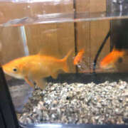 ヒメ日記 2025/04/23 14:31 投稿 宮田 上野CLUB A(クラブ エー)