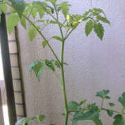 ヒメ日記 2025/04/30 10:31 投稿 宮田 上野CLUB A(クラブ エー)