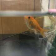 ヒメ日記 2025/05/23 14:01 投稿 宮田 上野CLUB A(クラブ エー)