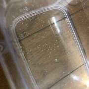 ヒメ日記 2025/05/24 11:20 投稿 宮田 上野CLUB A(クラブ エー)