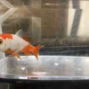 ヒメ日記 2025/06/12 10:50 投稿 宮田 上野CLUB A(クラブ エー)