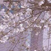 ヒメ日記 2025/05/02 10:04 投稿 あやか 池袋人妻城