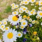 ヒメ日記 2025/05/23 12:10 投稿 藤沢 熟女の風俗最終章 横浜本店