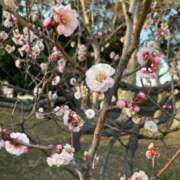 藤沢 お久しぶりです 熟女の風俗最終章 横浜本店