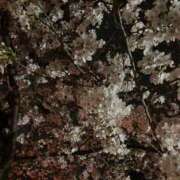 藤沢 出勤日のお知らせ 熟女の風俗最終章 横浜本店