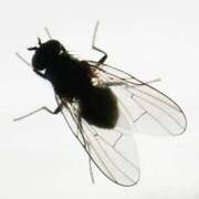 永沢 優浬 ハエとの遭遇ナガサワ 横浜ダンディー