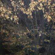 ともか てくてく夜散歩☺️ 奥様特急新潟店