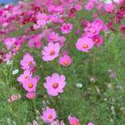 さな QandA 三重四日市ちゃんこ