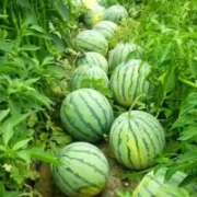 ヒメ日記 2025/08/19 10:07 投稿 なぎさ 水戸人妻花壇