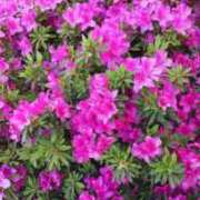 ヒメ日記 2025/04/28 09:03 投稿 椎名まこと しこたま奥様 横浜店