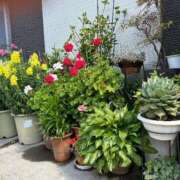 ヒメ日記 2025/04/29 09:51 投稿 佐々木 熟女デリヘル倶楽部