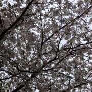 ヒメ日記 2026/04/07 18:25 投稿 ひまり ぺろぺろベロベロ専科 ぺろんちょ