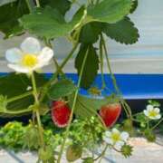 ヒメ日記 2025/05/20 15:55 投稿 本田（ほんだ） 熟女の風俗最終章 名古屋店