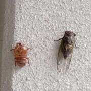 ヒメ日記 2025/08/12 14:02 投稿 本田（ほんだ） 熟女の風俗最終章 名古屋店