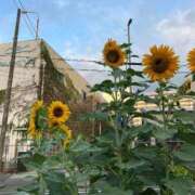 ヒメ日記 2025/08/23 08:12 投稿 本田（ほんだ） 熟女の風俗最終章 名古屋店