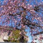 ヒメ日記 2026/02/04 09:47 投稿 けい 丸妻 厚木店